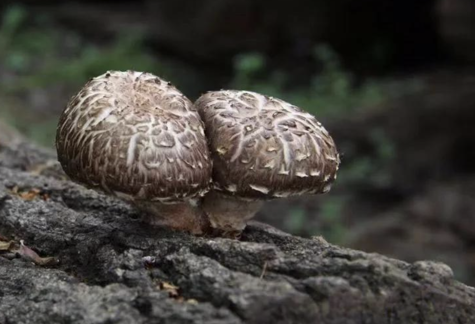 The Enduring Appeal of Log-Cultivated Shiitake Mushrooms The Enduring Appeal of Log-Cultivated Shiitake Mushrooms