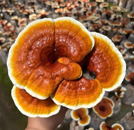 adaptogenic mushrooms