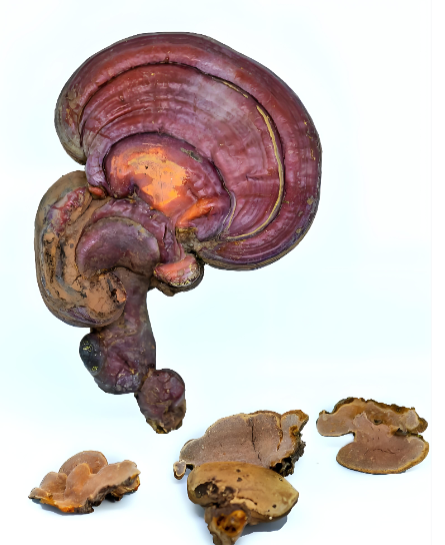 Reishi mushroom benefits