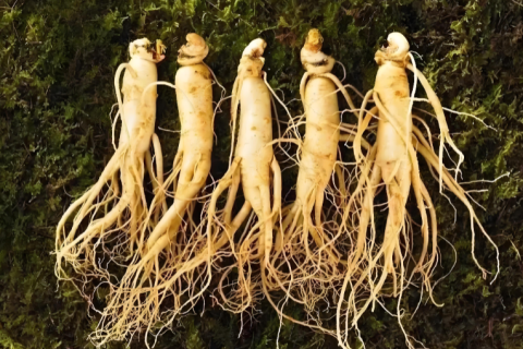 The Adaptogenic Qualities of Reishi and Ginseng