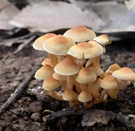 antioxidants in mushrooms