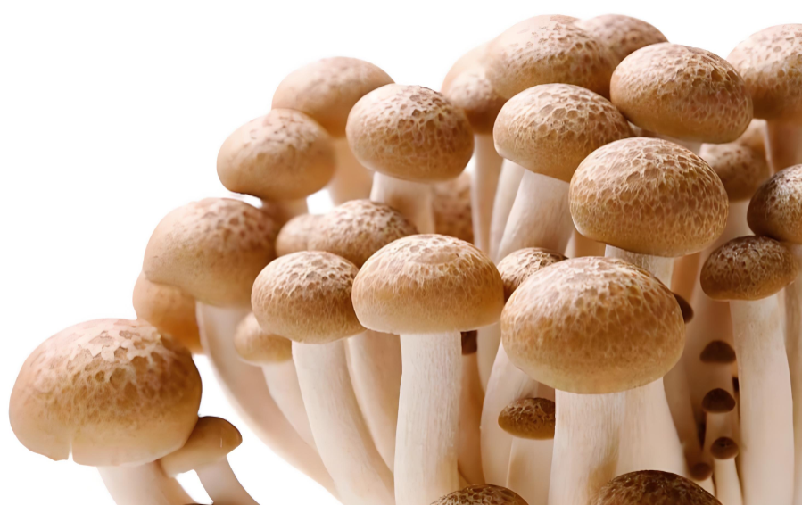 best mushrooms for cellular health