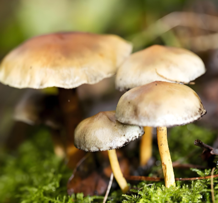 Porcini mushroom antioxidants