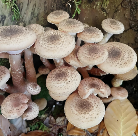 Cómo el consumo regular de hongos combate el daño celular