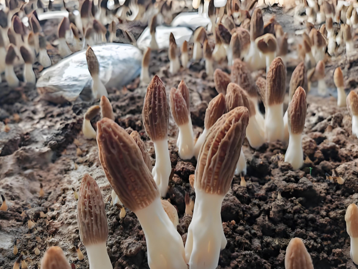 pure mushroom extracts supplier