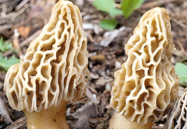 mushroom supplier for global markets