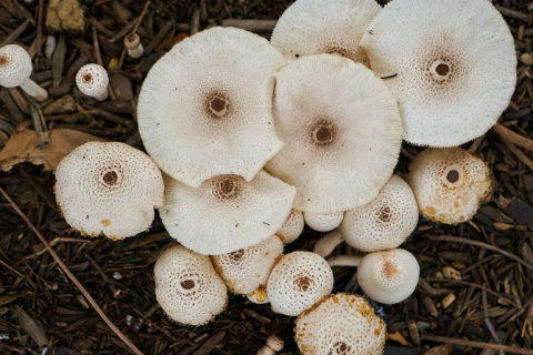 The Dashanhe Difference in Mushroom Cultivation