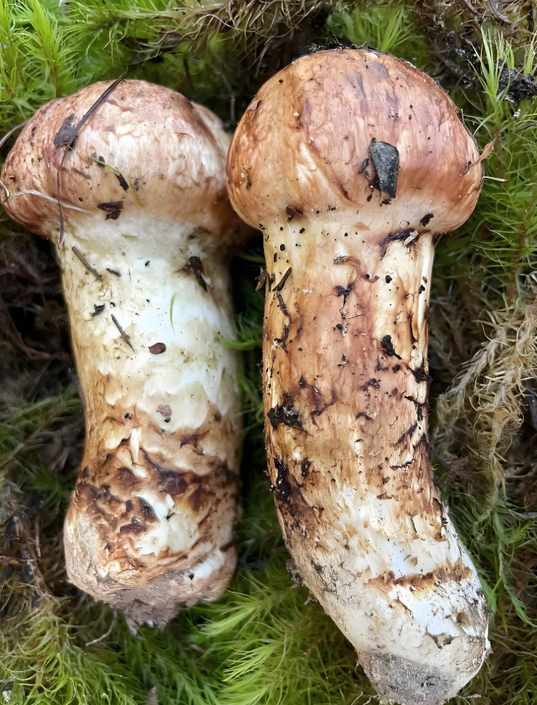 wild Matsutake supplier