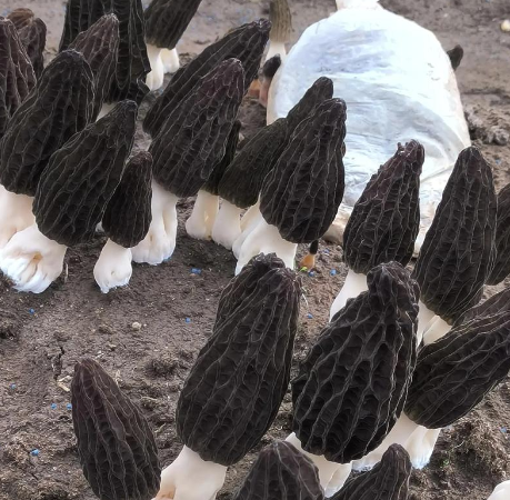 A Guide to Gourmet Varieties and Their Unique Tastes