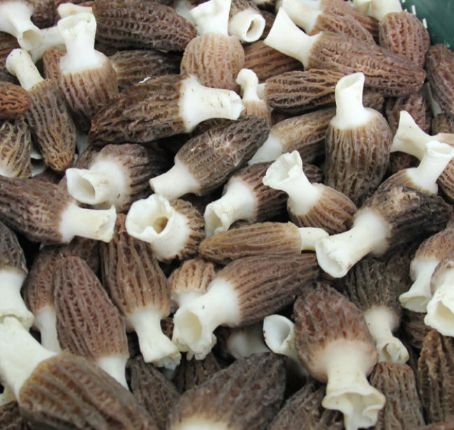 pristine wild mushroom source