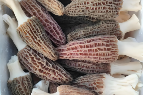 Guía gourmet sobre los hongos raros de Dashanhe