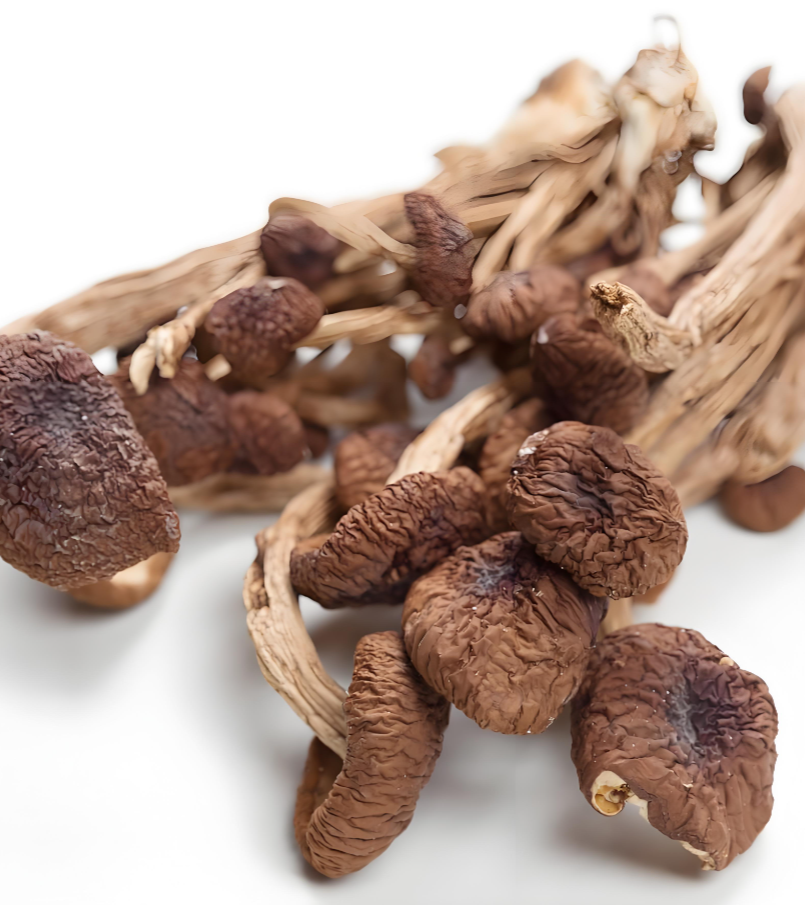 dried mushrooms dried mushrooms