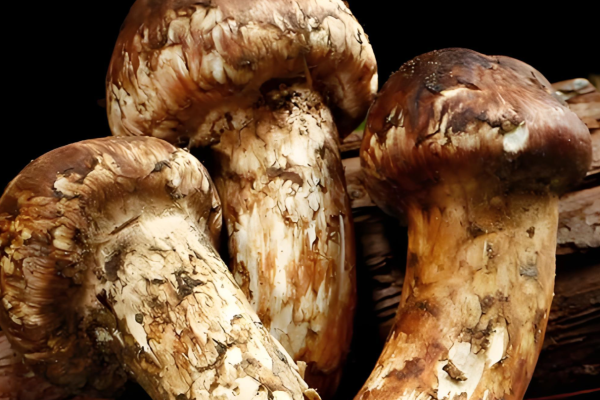 Comparación de escenarios de uso entre hongos frescos y hongos secos