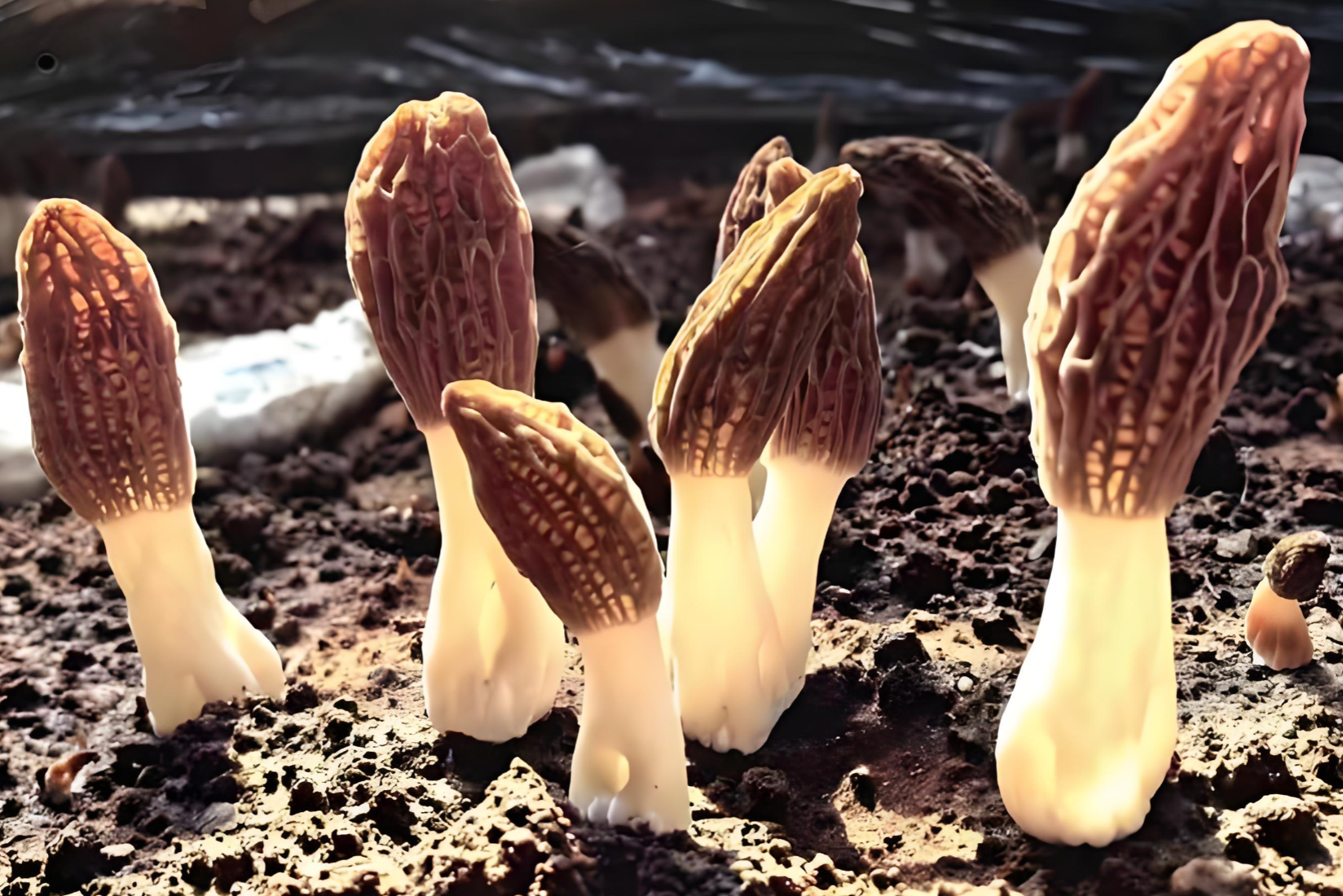 Porcini powder Porcini powder