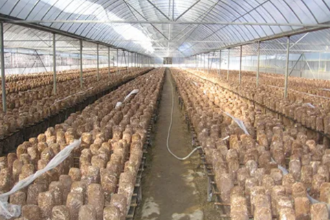 Лучшие сорта грибов для каждого сезона