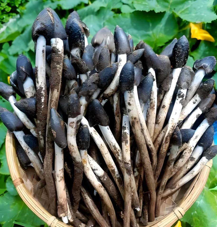 Dried Morel mushrooms