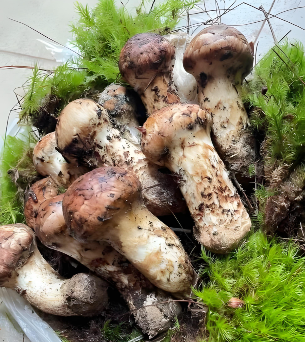 Premium dried mushrooms