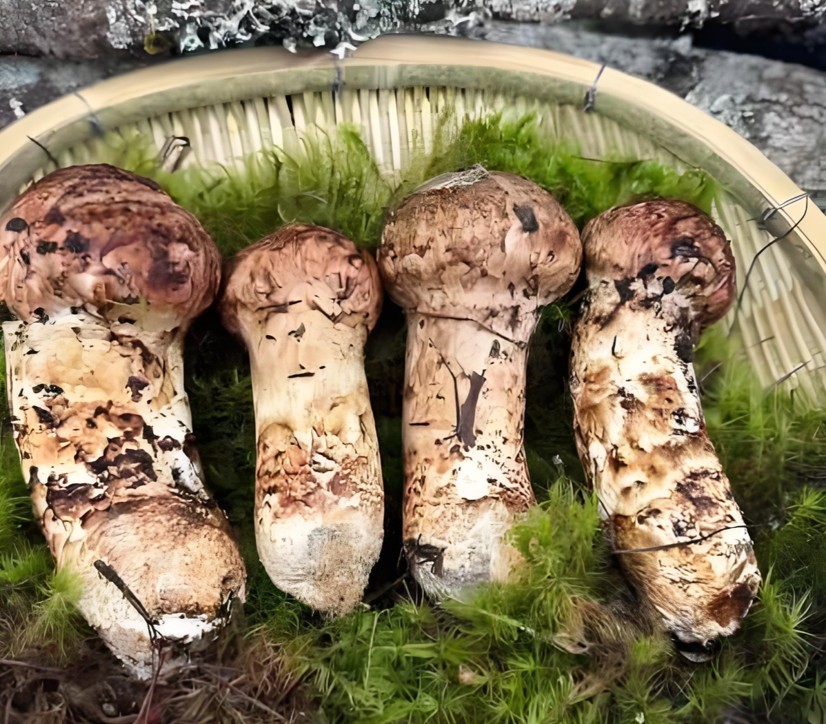 Mushroom soup mix Halal Mushroom soup mix Halal