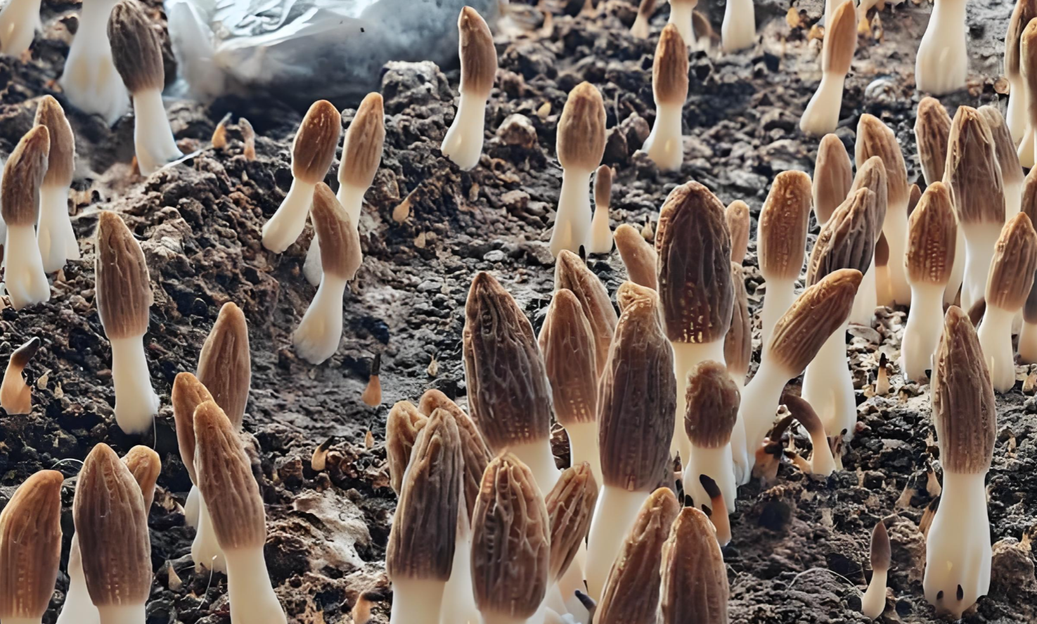 Premium Halal ingredients Premium Halal ingredients