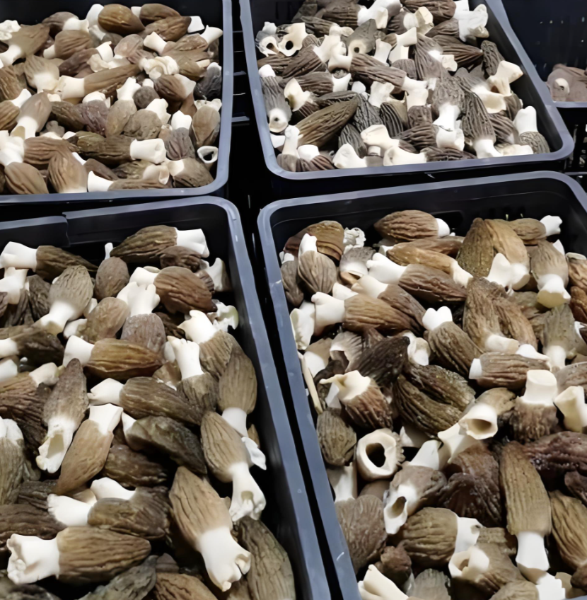 Halal functional foods Halal functional foods