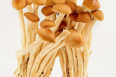 Adapting Mushroom Products for Halal Markets