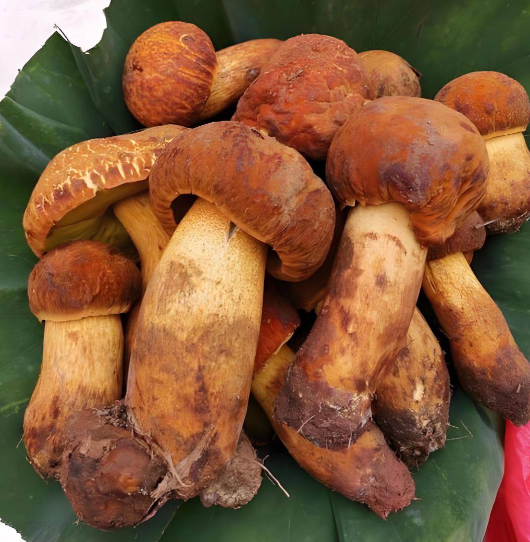 premium dried mushrooms premium dried mushrooms