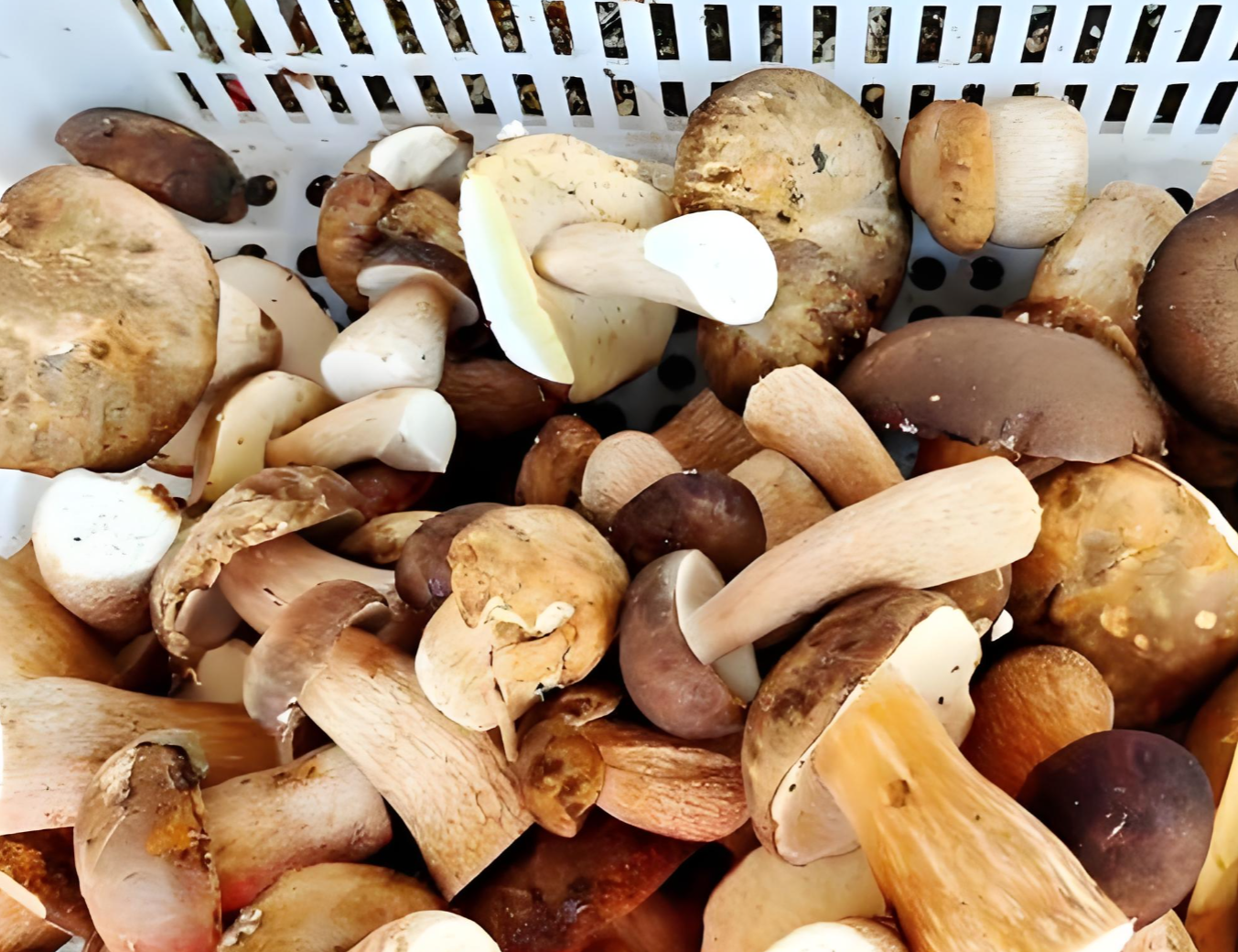 dried porcini mushrooms dried porcini mushrooms