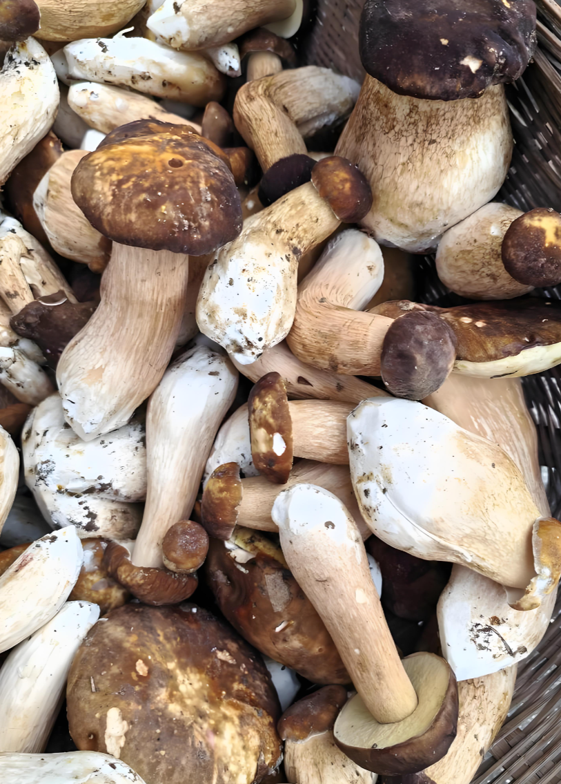 organic shiitake mushrooms dried organic shiitake mushrooms dried