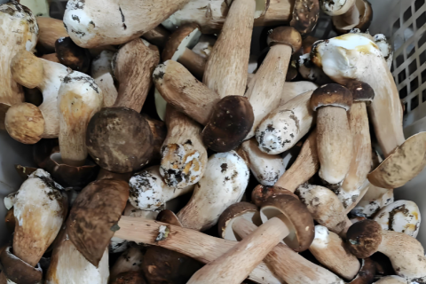 A Gourmet's Guide to DASHANHE's Dried Mushrooms