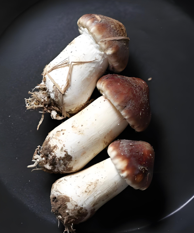 Matsutake mushroom supplier