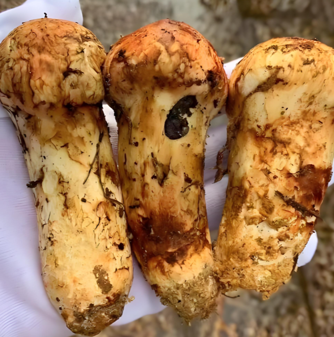 Yunnan Matsutake
