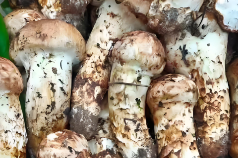 Редкость и элегантность грибов мацутаке от DASHANHE