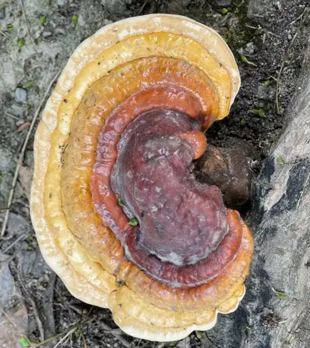 Reishi mushroom