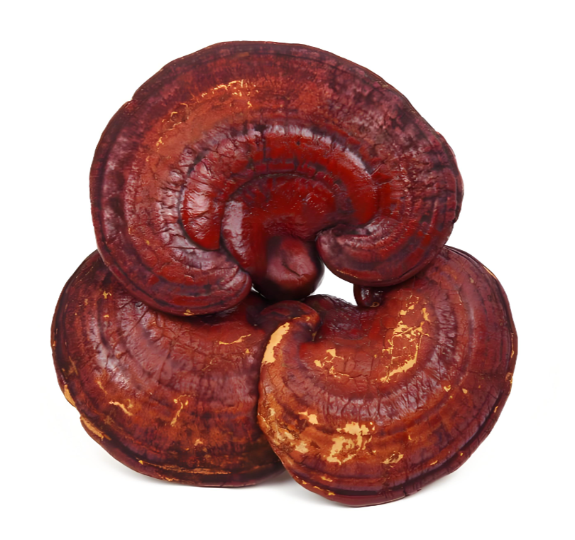 Ganoderma lucidum supplements