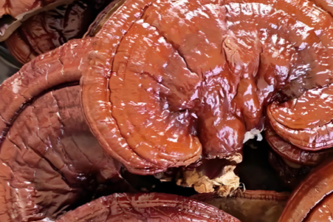 Гриб рейши: король лекарственных грибов.