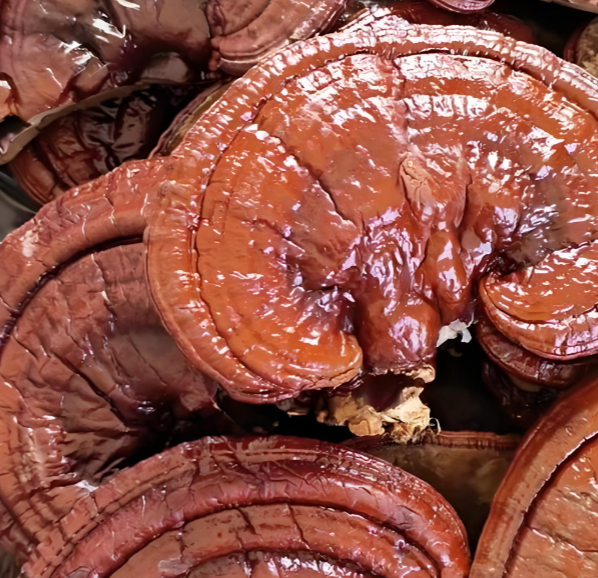 Reishi-Pilz: Der König der Heilpilze