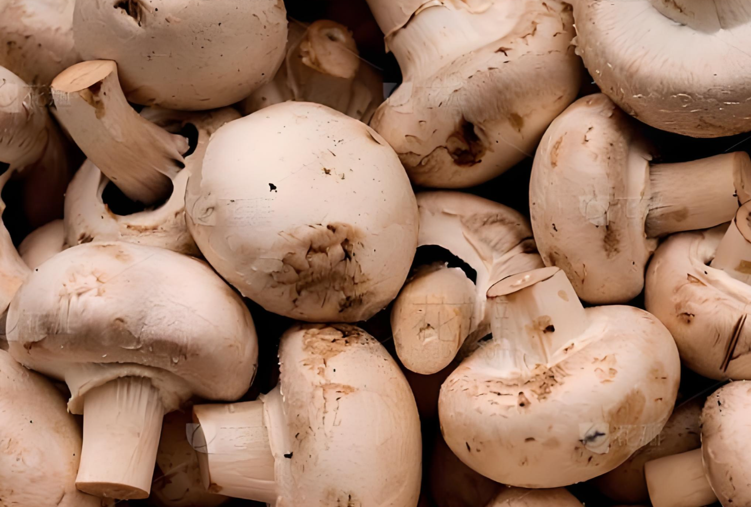 organic mushrooms