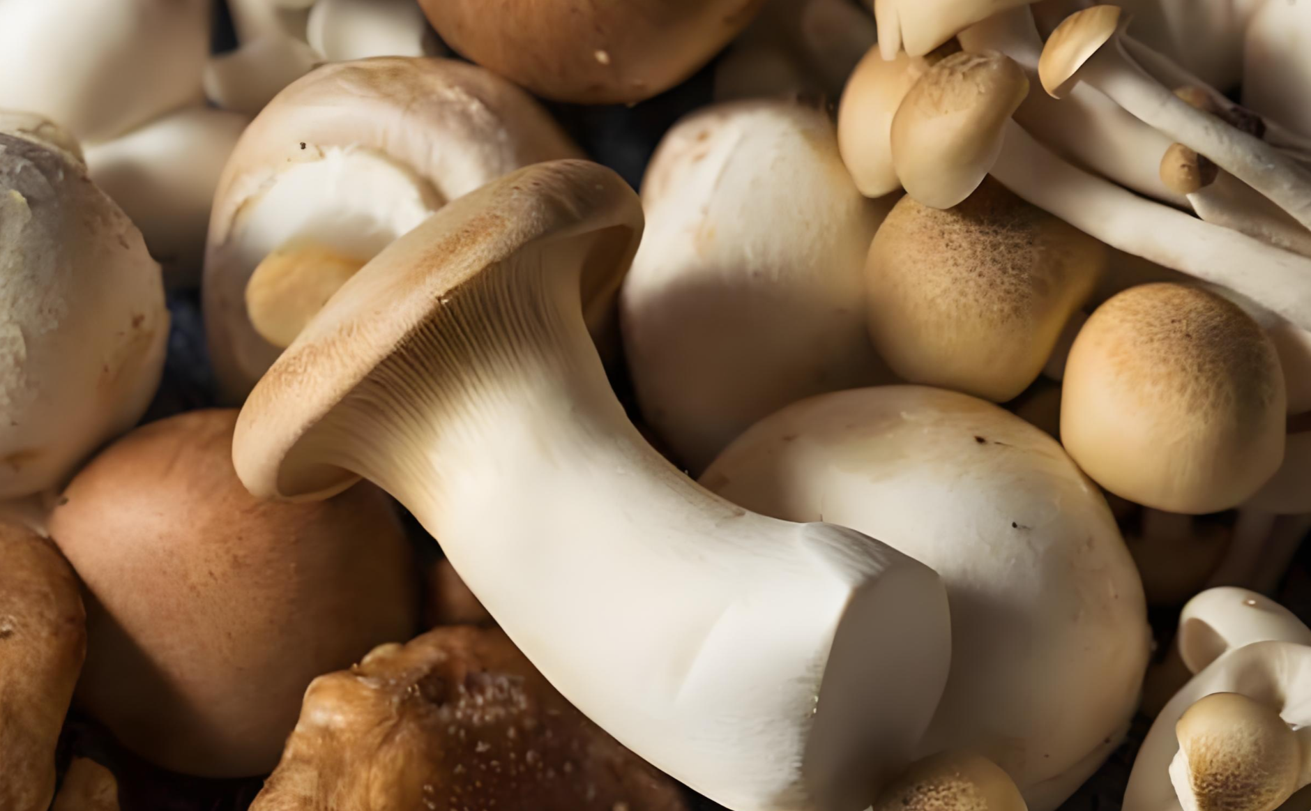 Authentic mushroom products