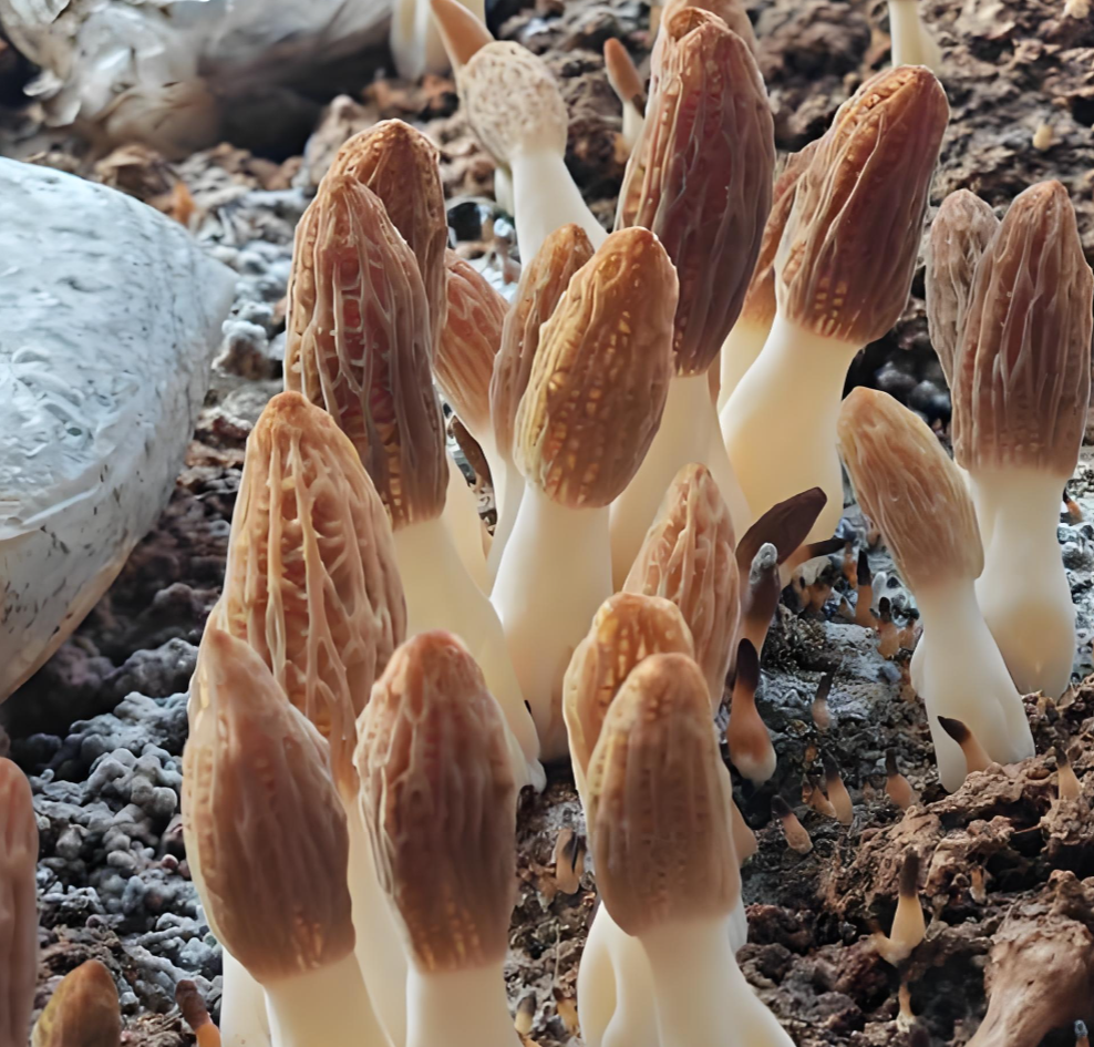 Pesticide-free mushrooms Pesticide-free mushrooms