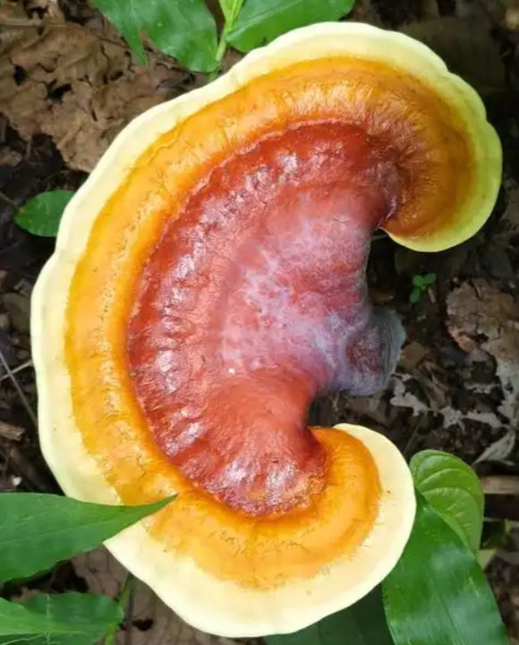 Lion's Mane Lion's Mane