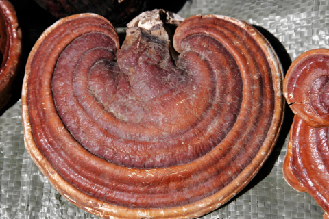 Роль гриба рейши и других лекарственных грибов