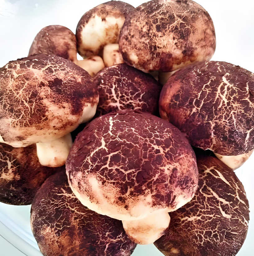 mushroom powder mushroom powder