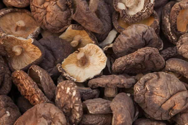 Comment intégrer les champignons médicinaux à un régime alimentaire moderne et chargé