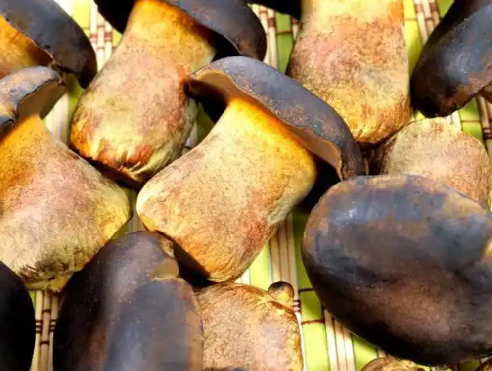 Premium dried porcini