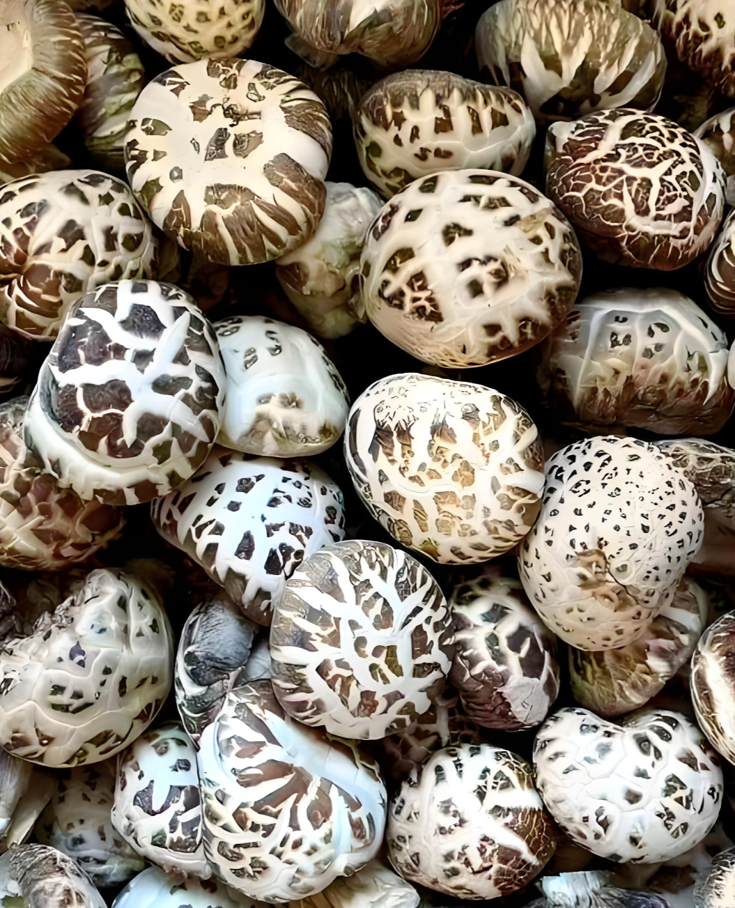 Premium dried mushrooms Premium dried mushrooms