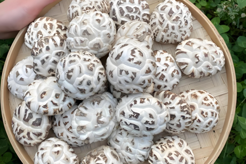 Уникальный вкусовой профиль мелких цветочных грибов