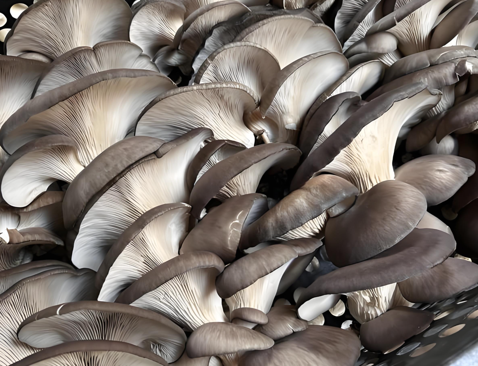 Immunomodulatory mushrooms