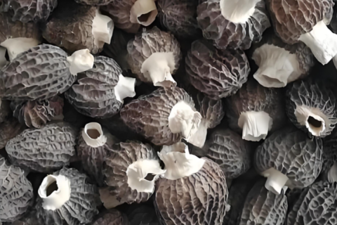 Уникальные функции съедобных грибов