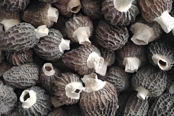 Funciones únicas de los hongos comestibles