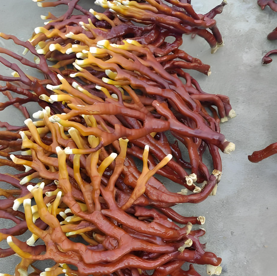 rare gourmet mushrooms